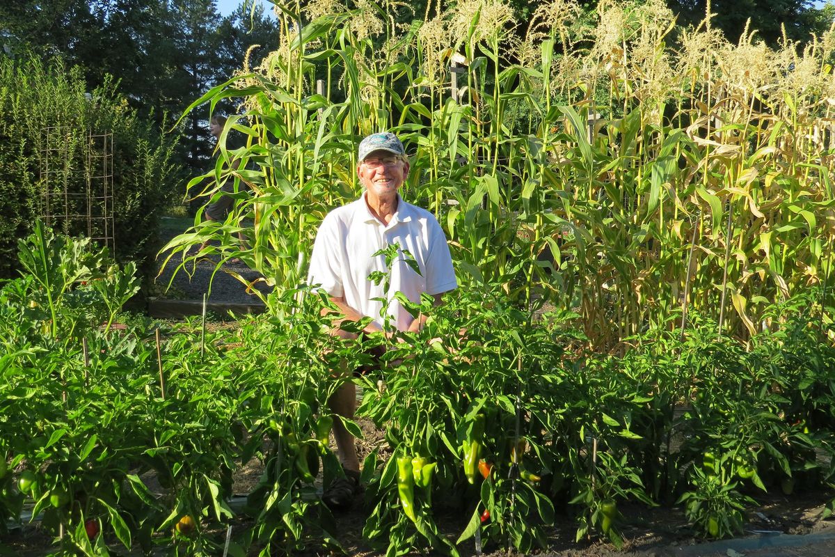 Jim Gaddy grows a wide variety of peppers in his southwest Spokane County garden. (Susan Mulvihill/The Spokesman-Review)