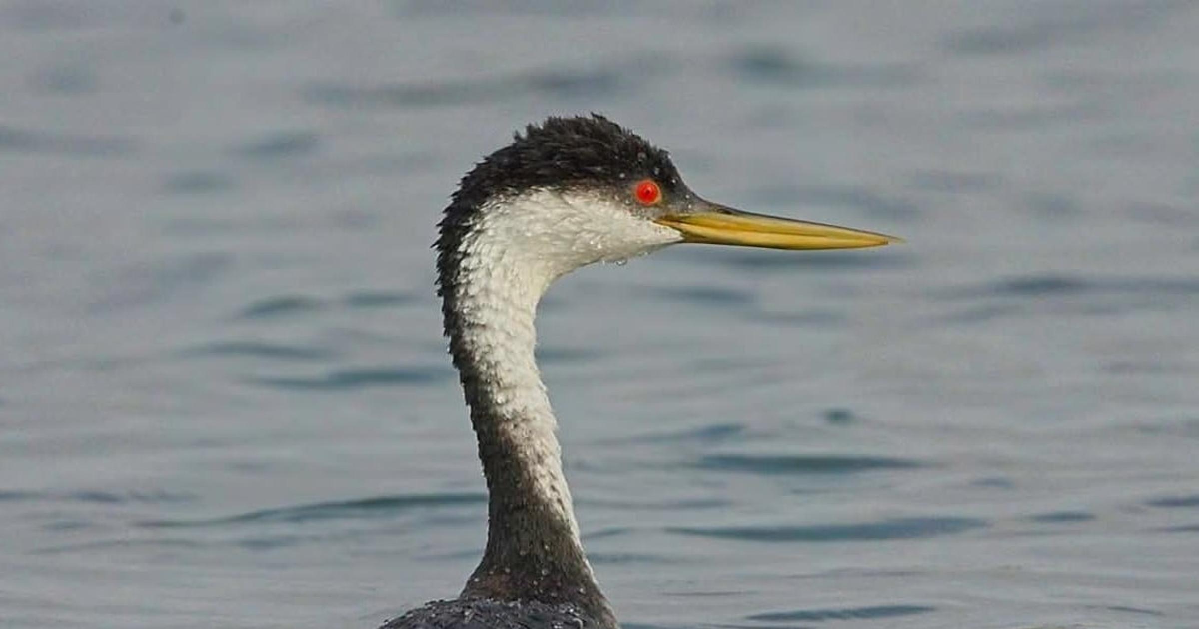 Cool Critters: They run on water, stumble on land and build nests that float