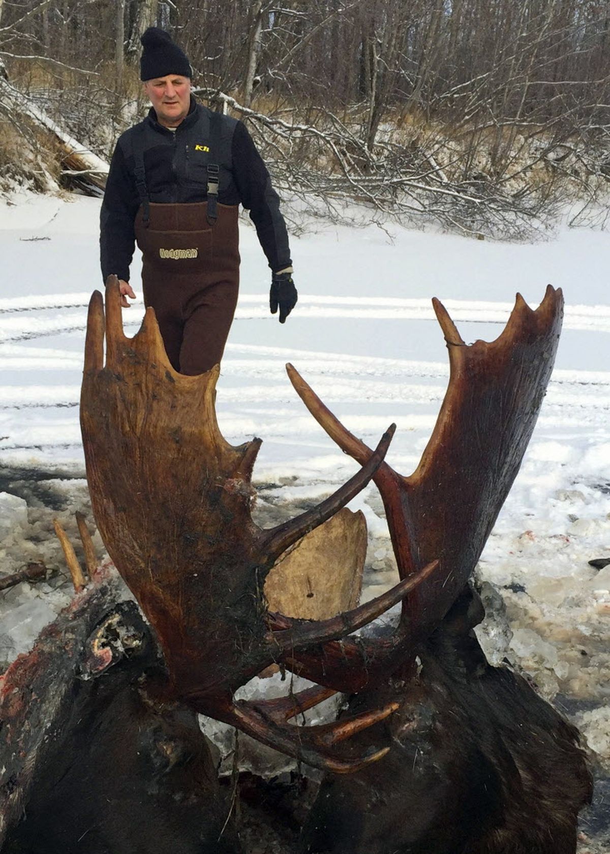 This Nov. 12, 2016 photo, provided by Jeff Erickson shows two moose frozen mid-fight and encased in ice near the remote village of Unalakleet, Alaska, on the state