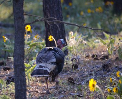 After an early-morning burst of gobbling, a mature tom turkey might quietly cover some ground following hens and feeding. But he’s likely to fire up again in midmorning and midafternoon.  (Rich Landers/For The Spokesman-Review)