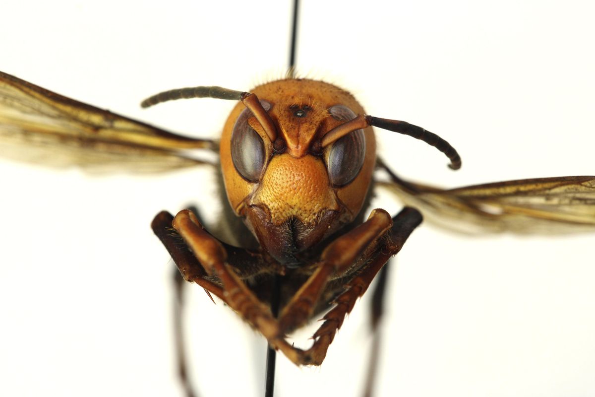 A dead Asian giant hornet is photographed in a lab in Olympiain this Dec. 30, 2019, photo provided by the Washington State Department of Agriculture. The world’s largest hornet, a 2-inch-long killer with an appetite for honey bees, has been found in Washington state, and entomologists are making plans to wipe it out. Dubbed the “murder hornet” by some, the Asian giant hornet has a sting that could be fatal to some humans. (Quinlyn Baine/Washington State Department of Agriculture / Associated Press)