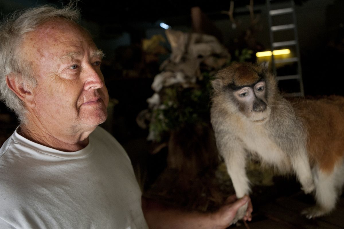 Dave Drury, owner of Knopp Taxidermy, shows a stuffed Patas monkey at the shop near Mead. The monkey was one of several taxidermied animals stolen from his shop last week. The monkey was damaged in several places, including an area around its left eye. (Tyler Tjomsland)
