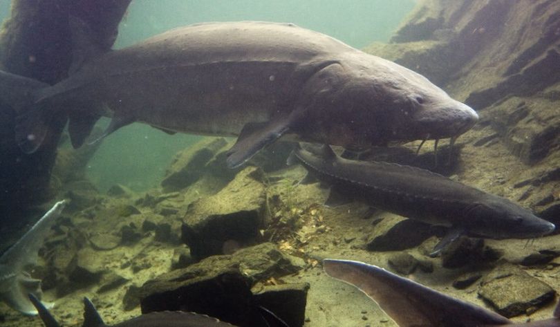 White sturgeon. (Washington Department of Fish and Wildlife)