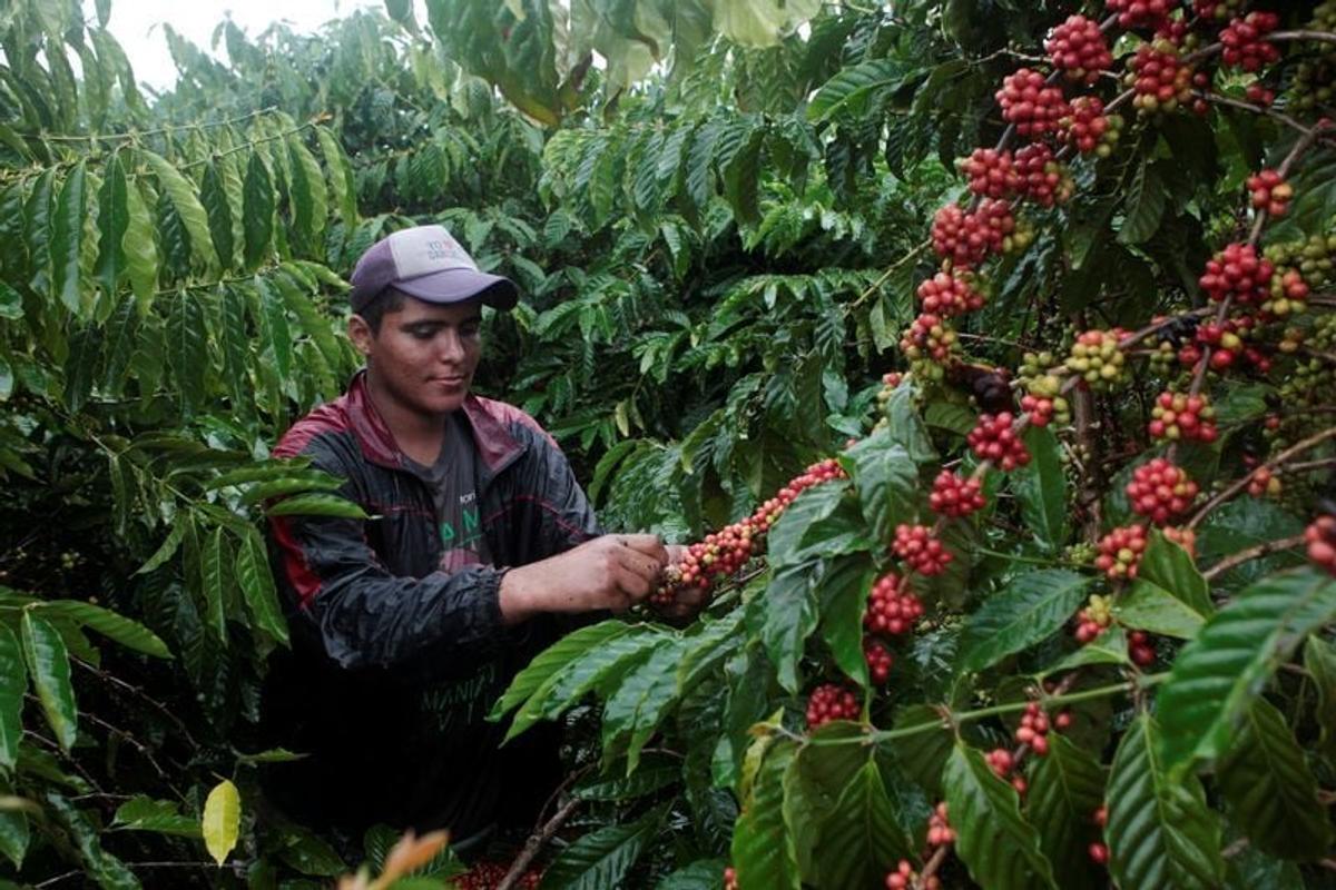 A worker harvests robusta coffee fruits at a plantation in Nueva Guinea, Nicaragua December 29, 2017. Picture taken December 29, 2017.  (OSWALDO RIVAS/Reuters)
