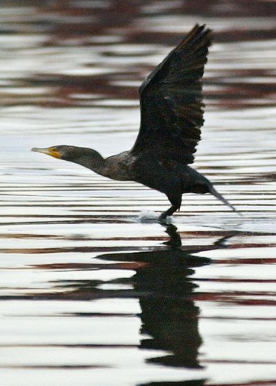 A comorant takes flight Dec. 9, 2003, near the site of dredging at the first of several emergency cleanups on the Duwamish River in Seattle. A federal judge  ruled Thursday that the U.S. Army Corps Engineers can continue killing cormorants that prey on Columbia River salmon and steelhead. (Elaine Thompson / Associated Press)