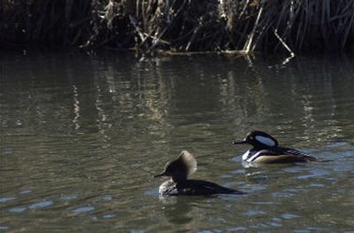 
With breeding season in full swing a female hooded merganser, at left, displays her crest. Below, a trio of hooded mergansers take flight from an area pond. 
 (Photos by Tom Davenport Handle Extra / The Spokesman-Review)