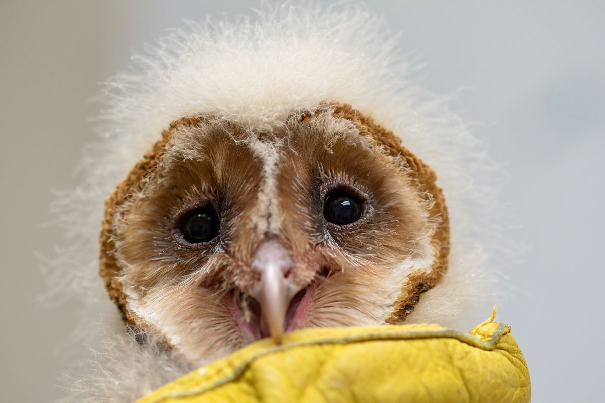 Veterinary student Alex McGregor holds a baby barn owl at the Washington State University Veterinary Teaching Hospital before taking it to a nest box at the WSU Horticulture Center on Wednesday, July 24, 2024, in Pullman, Wash.  (Geoff Crimmins/For The Spokesman-Review)