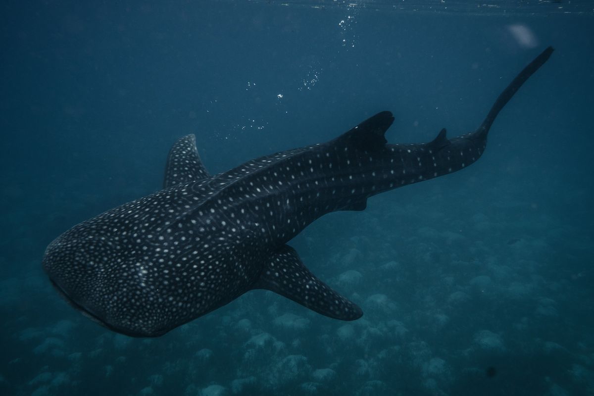 A whale shark in the waters around Tan-Awan, a small town in Cebu Province in the Philippines, in September 2021. Whale sharks – the world’s largest fish – are filter feeders, and while they have teeth, they aren’t a threat to humans. (New York Times)