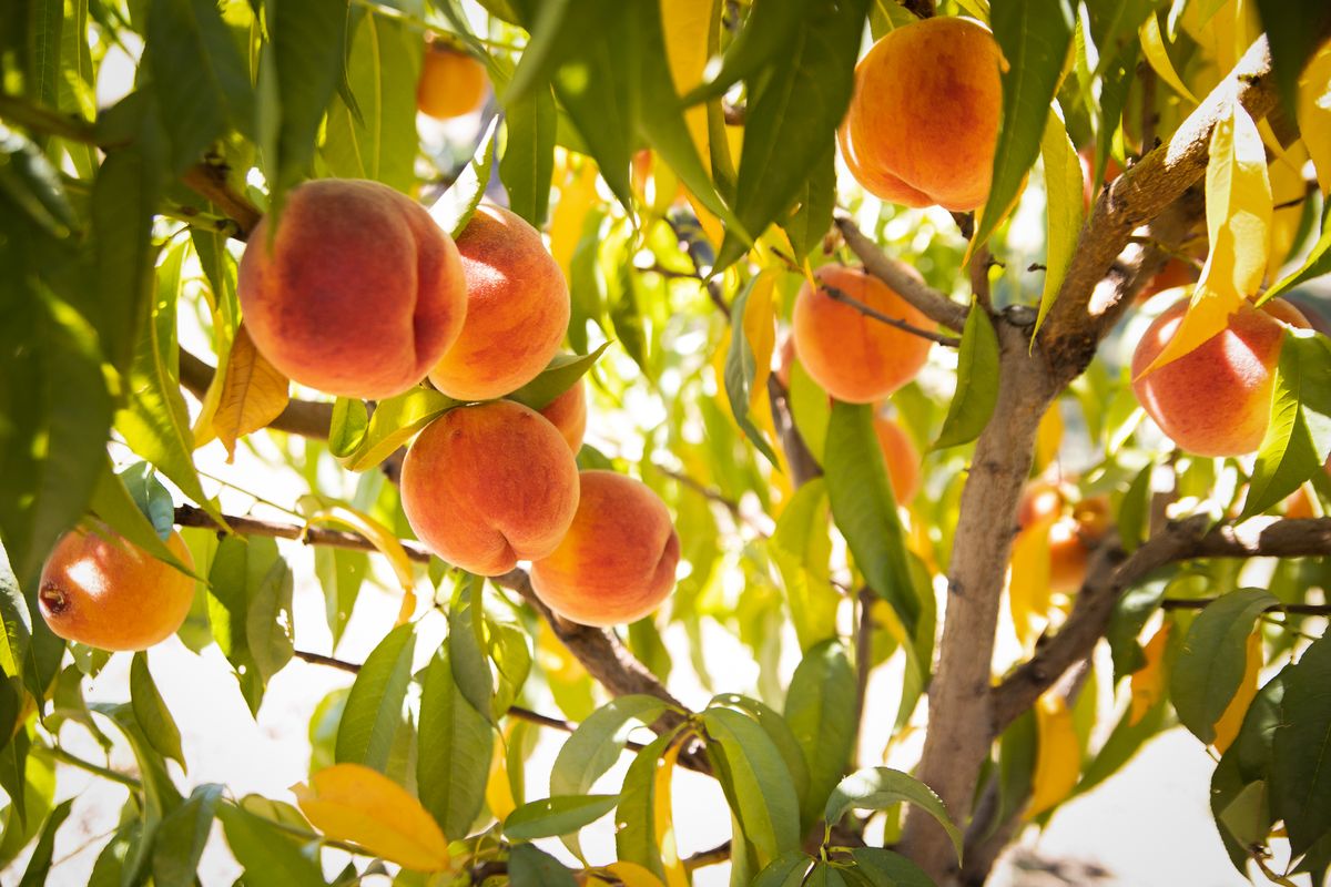 Green Bluff deals with pandemic restrictions during peach season