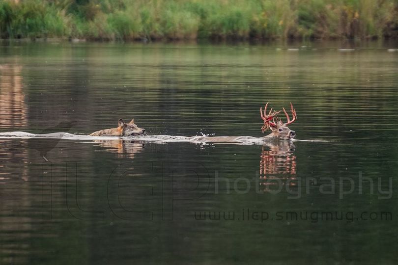 A gray wolf swims after a whitetail buck at Lakeland Provincial Park and Recreation Area in northern Alberta. (David Smith / LEP Photography)