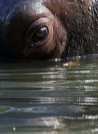 ORG XMIT: XGS102 A hippopotamus looks on in a pool of water on a hot summer day in Mumbai, India, Friday, May 8, 2009. (AP Photo/Gautam Singh) (Gautam Singh / The Spokesman-Review)