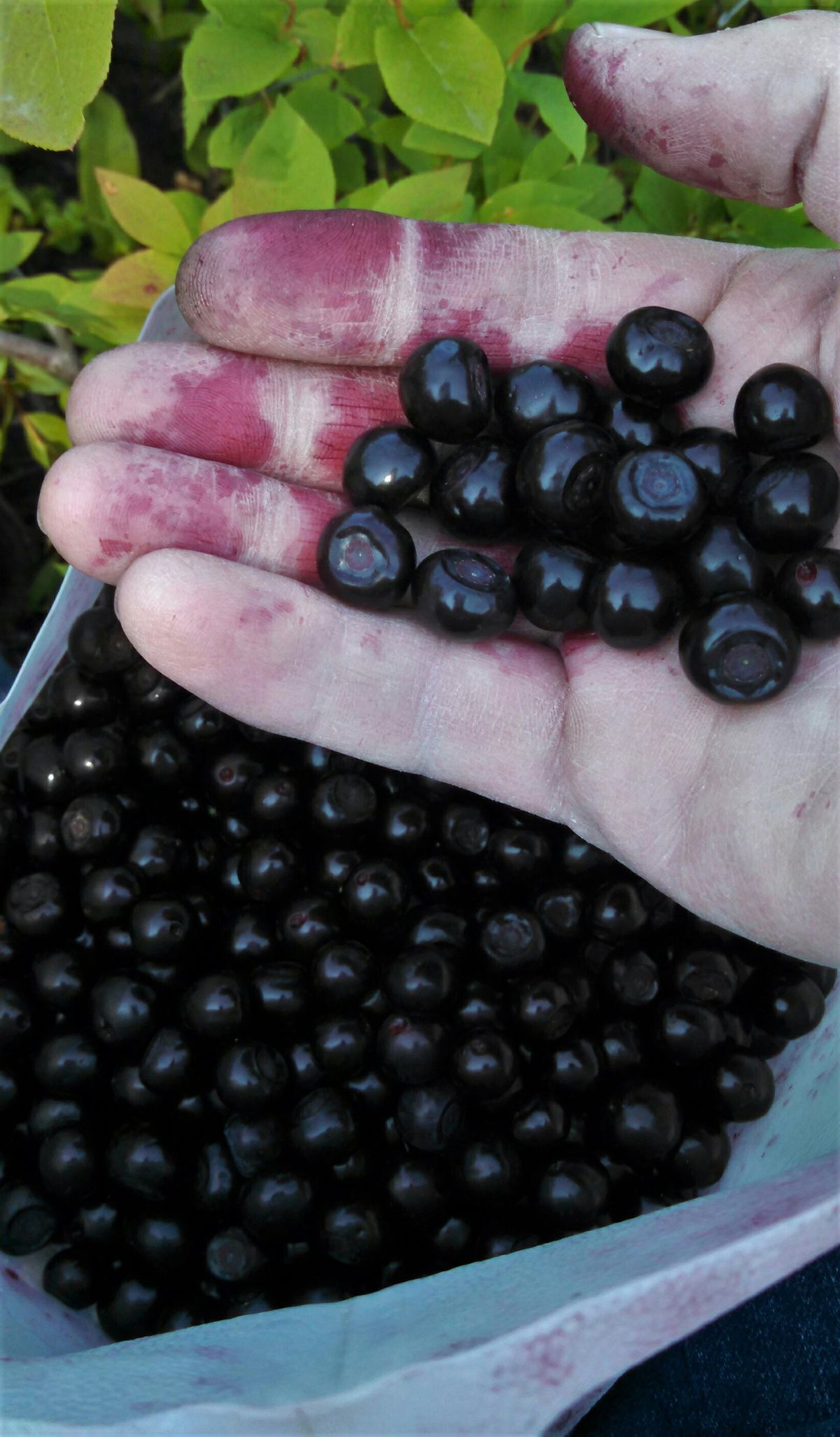 Huge, plump, ripe huckleberries capture the attention of a serious berry picker. (Ed Cairns)