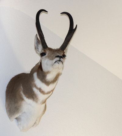 An antelope Jack McNeel has in his living room reminds is a 