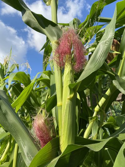 Dent corn ripens to be replaced with an array of lettuce varieties for the long autumn season in the Mid-Atlantic.  (Adrian Higgins/Washington Post)