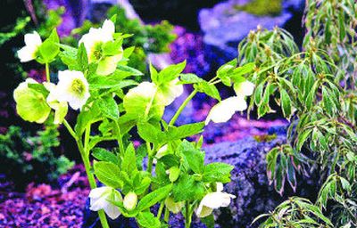
 Hellebore, a lovely year-round plant, offers the earliest blooms of the spring.   
 (The Spokesman-Review)