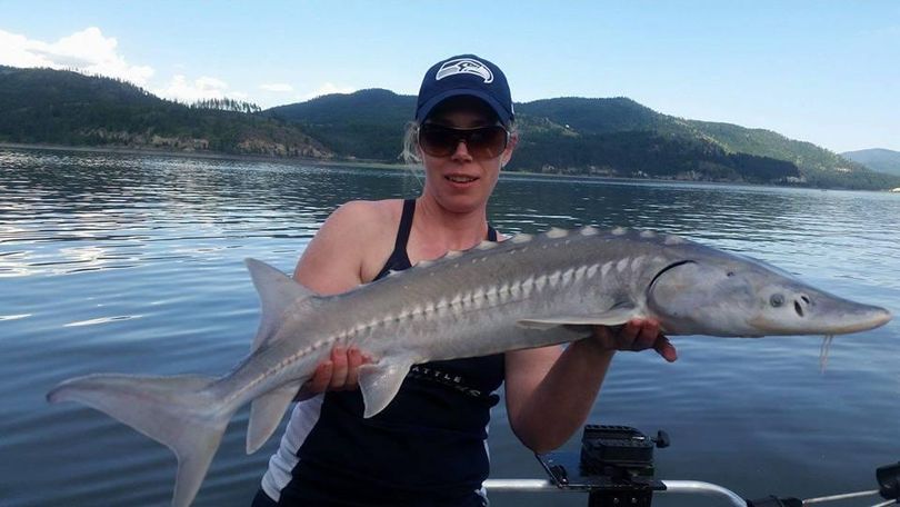 Lorey Chillbeck holds her first Lake Roosevelt sturgeon. The 39-inch fish was within the legal range to keep, but she released it. (Brandon Collier / Courtesy)