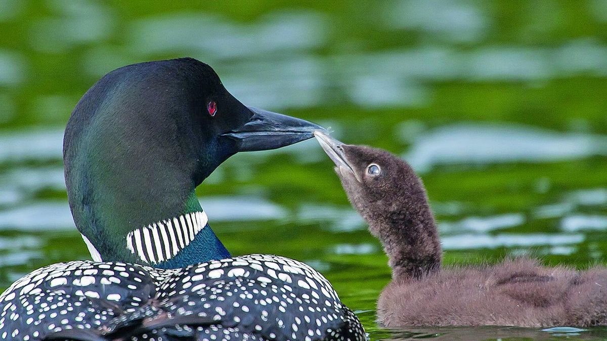 Isolated Wyoming common loons continue to surprise researchers | SWX Right Now - Sports for