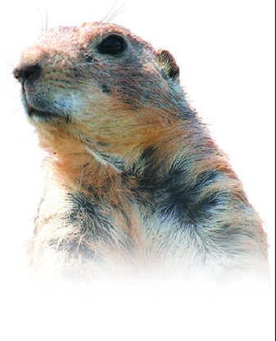 
Remember me? The lodge got off to a stumbling start when we ran a picture of this prairie dog with the enrollment application.
 (The Spokesman-Review)