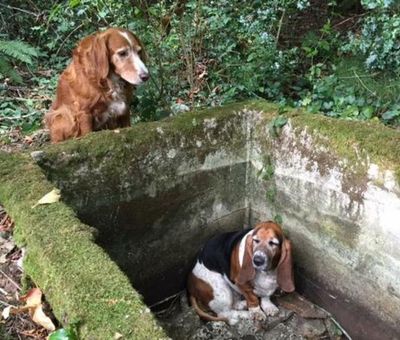 In this Tuesday, Sept. 15, 2015, photo provided by Amy Carey, of Vashon Island Pet Protectors, a setter mix named Tillie, left, watches over Phoebe, a basset hound who was trapped after falling into the cistern nearly a week earlier before being rescued by searchers on Vashon Island, Wash.  (Amy Carey photo)