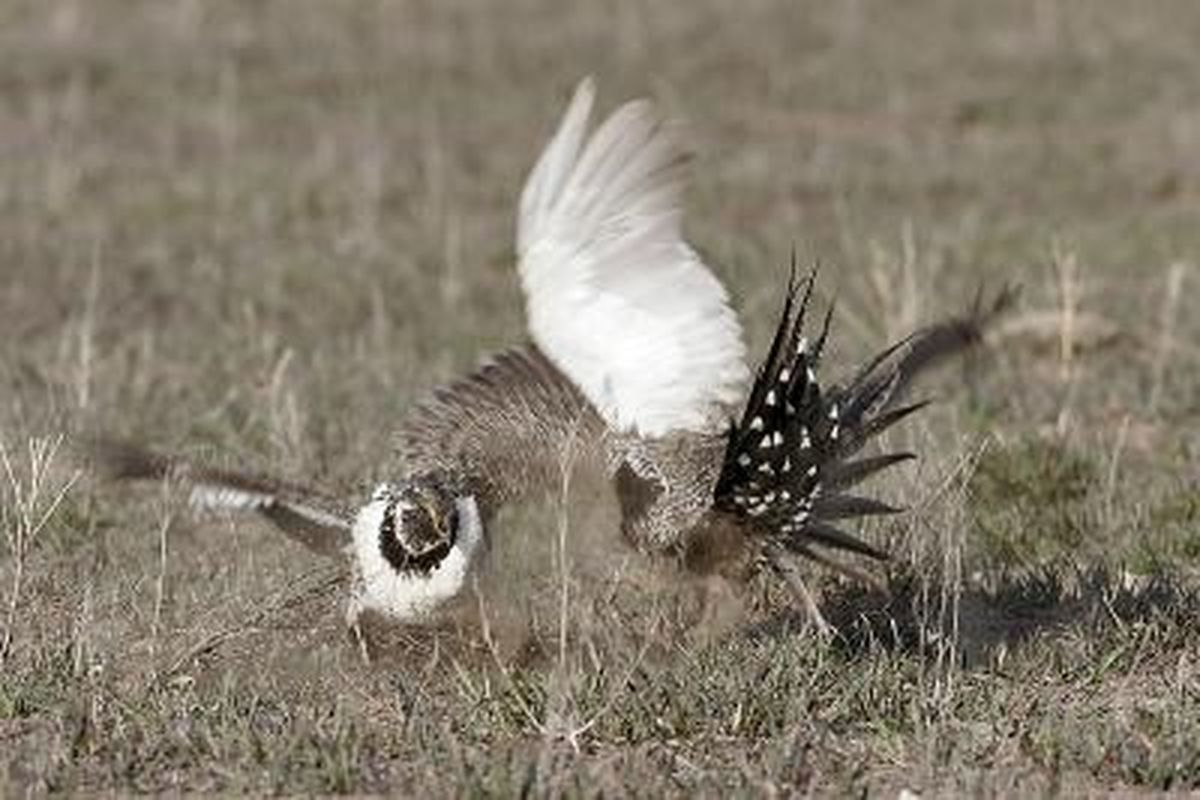 The more people who appreciate sage grouse—and sagebrush—the more likely it is that these special birds will remain a part of our wildlife heritage. (Bob Griffith)