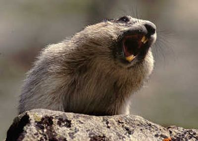 
The hoary marmot, above, is bigger and lives higher than the common yellowbelly of Qualchan Golf Course.  Associated Press
 (File Associated Press / The Spokesman-Review)
