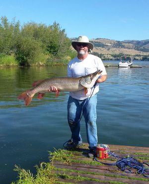 David Hickman of Richland holds the 37-pound, 14-ounce pending Washington state record tiger musky he caught in Curlew Lake on July 25, 2014.  (Courtesy)