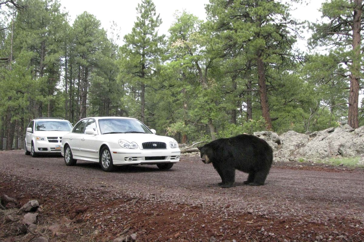 A bear crosses the road in Bearizona Wildlife Park in Williams, Ariz. Bearizona, which opened last year, is home to lots of animals, from buffalo, free-ranging bighorn sheep, burros and wolves in the drive-through area to babies in the walk-through section. But the main attraction is the drive-through black bear paddock.