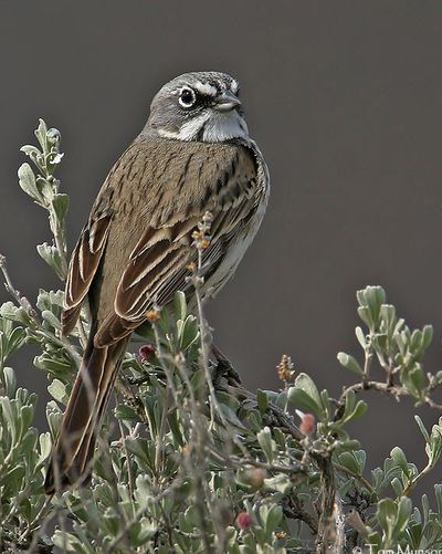 Sage sparrow on sagebrush: a portrait of waning flora and fauna. (Tom Munson photo)