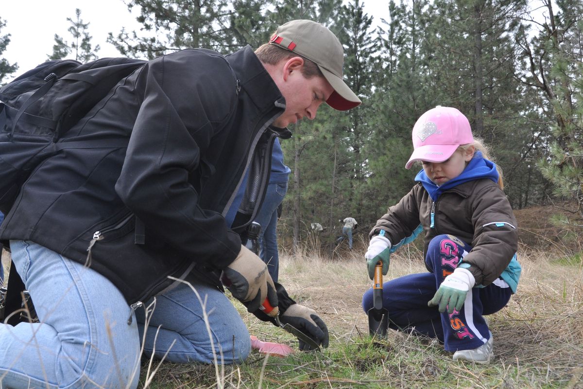 Jeff Kruse and his daughter Ariana remove weeds during the community work project at the Dishman Hills Natural Area on Saturday, April 9, 2011. More than 330 people volunteered to help. The event was sponsored by REI and several outdoor groups.
 (Rich Landers)