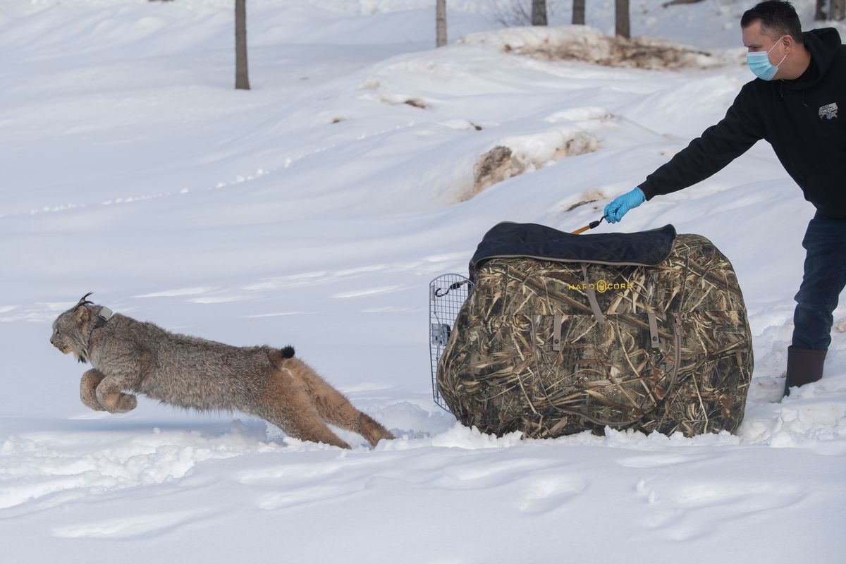 A Canada lynx, trapped in Canada, is released from a transport crate by Michael Finley near Inchelium Wednesday, Feb. 9, 2022. The lynx is part of a reintroduction program.  (Jesse Tinsley/The Spokesman-Review)