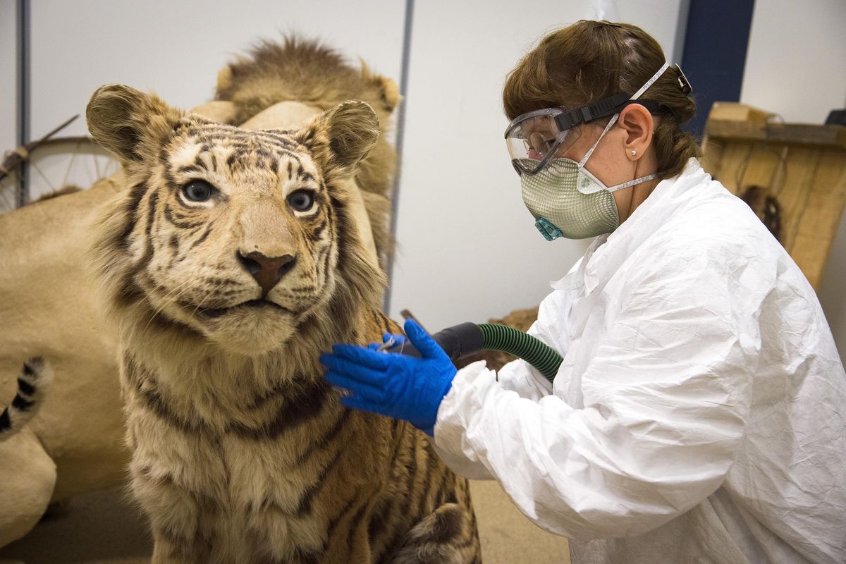 To protect against arsenic in the preservatives of old taxidermy, Bridget Freeman, who calls herself a custodian with multiple degrees, wears a hazmat suit and a respirator to vacuum dust, mites and debris from a tiger at the Museum of Arts and Culture on Wednesday. (Colin Mulvany / The Spokesman-Review)