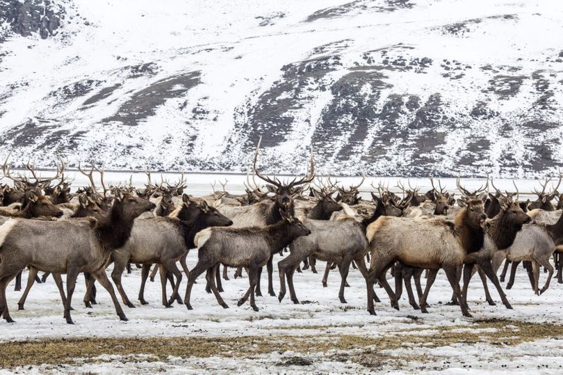 Elk make their way to the feed line on the National Elk Refuge north of Jackson, Wyoming. (Ryan Dorgan / Jackson Hole News & Guide via AP)