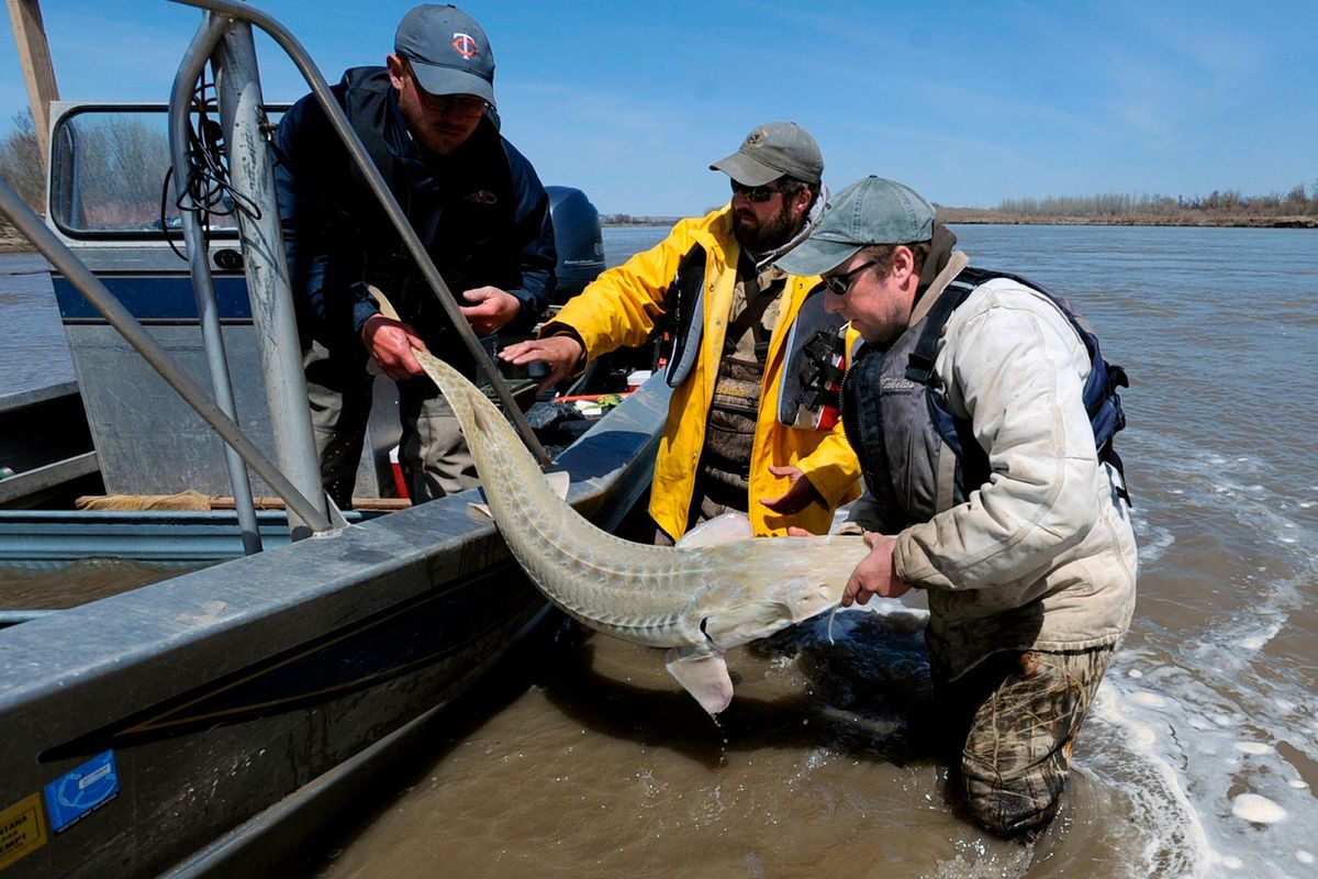 Study: super-sizing sturgeon | The Spokesman-Review