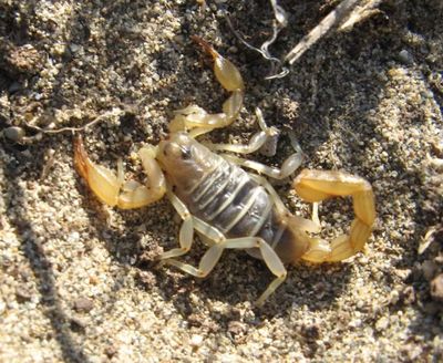 This Northern scorpion was discovered under a dead sagebrush branch near the town of Starbuck in May. Washington state is home to two scorpion species.  (Gary Lentz)
