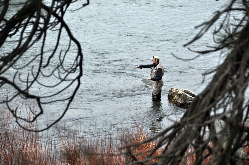 Steve Moss of Spokane enjoys fly fishing on the Spokane River year-round, except during spring run-off. On this afternoon last week he was casting to trout feeding on a hatch of blue-wing olive mayflies along the river downstream from downtown Spokane. (Rich Landers)