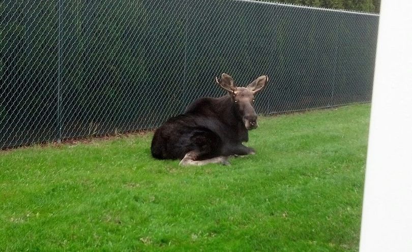 This moose was spending time along Sprague Avenue in Spokane Valley on Oct. 24, 2013.  (Photo courtesy the Spokane Valley Police Department)