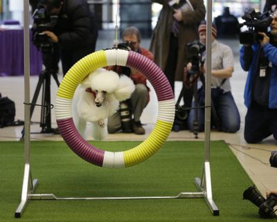 Callia, a standard poodle, demonstrates her mastery of an agility test during a news conference in New York on Wednesday. (Associated Press)