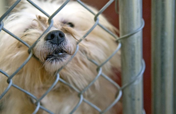 Five puppies adopted at Pet Expo diagnosed with contagious parvovirus