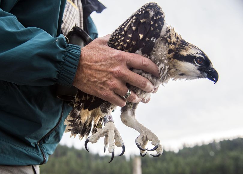 Wayne Melquist prepares to return a banded osprey chick to the nest, July 15, 2017, on Lake Coeur d’Alene. (Dan Pelle / The Spokesman-Review)