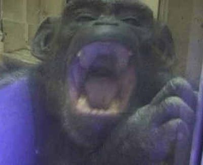 
A chimpanzee yawns while watching a video of another chimp yawning in this file photo taken in Inuyama, Japan. 
 (Associated Press / The Spokesman-Review)