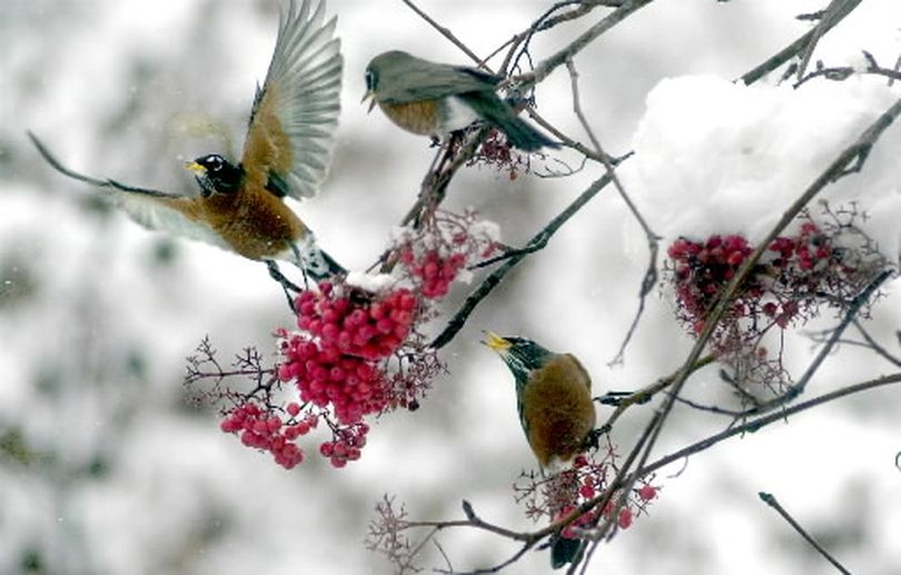 American Robins flock to a Mountain Ash in the backyard of a house on Birch Street in Coeur d'Alene, Idaho. The birds picked the tree clean of berries during their morning feeding. (Liz Kishimoto)