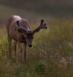 A mule deer buck with antlers in velvet photographed in Montana on June 6, 2013. (Jaime Johnson)