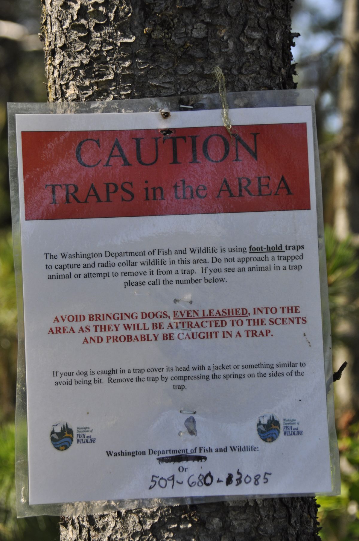 After wolf tracks and scats indicated a wolf or wolves were regularly using an area of national forest southwest of Ione, Wash., Washington Department of Fish and Wildlife biologists posted signs warning the public that they were setting traps in the area near Ruby Creek in June and July 2013.  (Rich Landers)