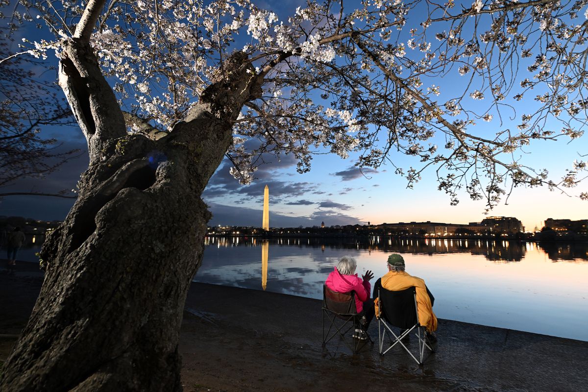 Cherry blossoms hit near-record early peak, a sign of climate