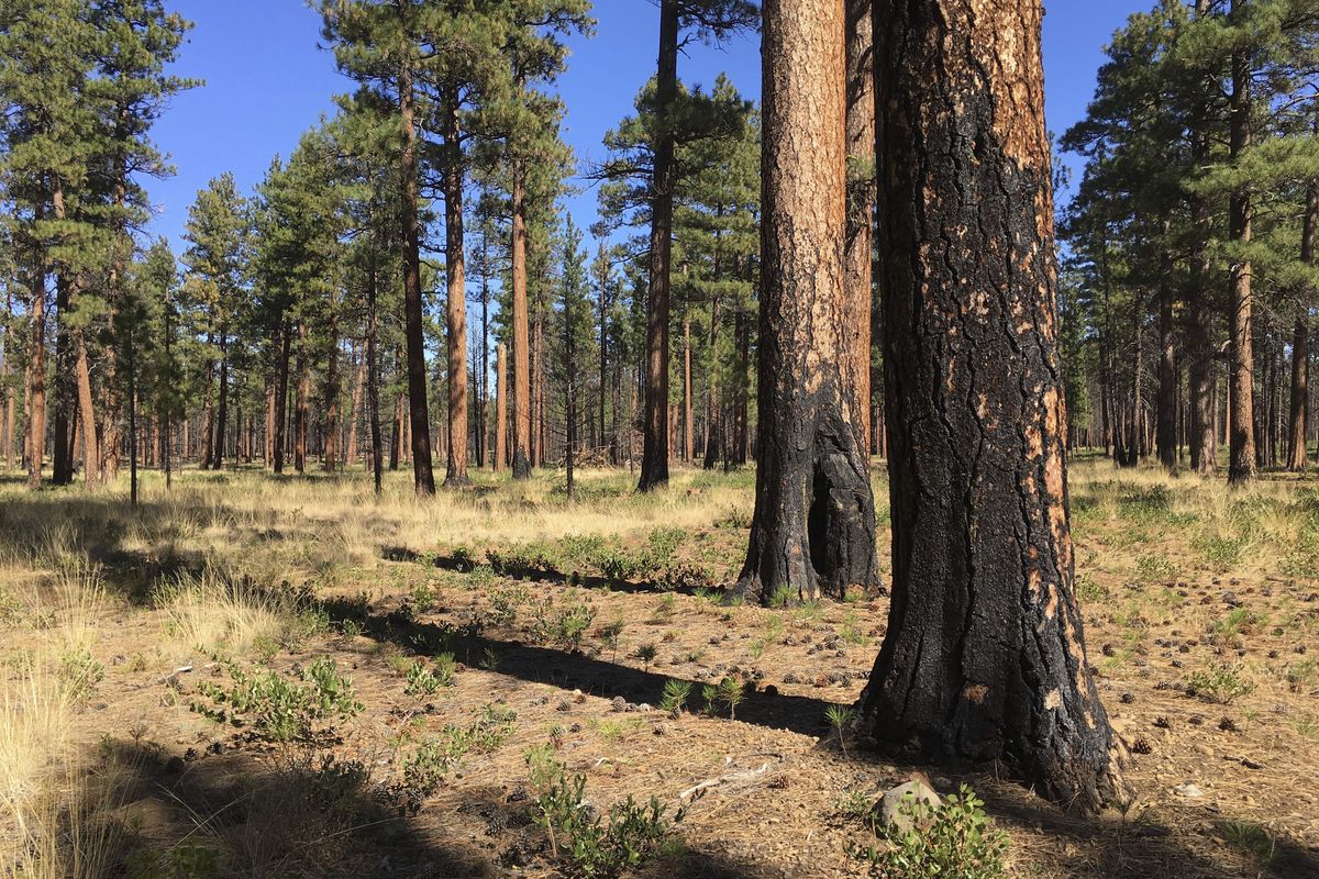 Charred trunks of ponderosa pines are seen near Sisters, Ore., in 2017, months after a prescribed burn removed vegetation, smaller trees and other fuel ladders.  (Andrew Selsky)