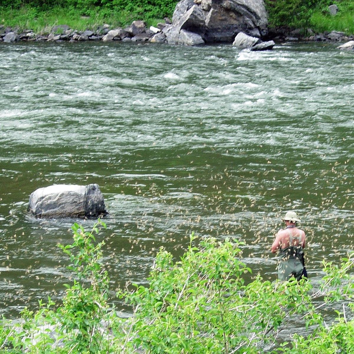 Differing perceptions about whether or not the upper Madison River is crowded or not have prompted discussions about how to deal with an increasing number of anglers. Although some stretches are closed to boats, fishing from boats and outfitters, Fish, Wildlife and Parks has not considered opening up more of the river to spread out pressure. (Photo by Brett French)