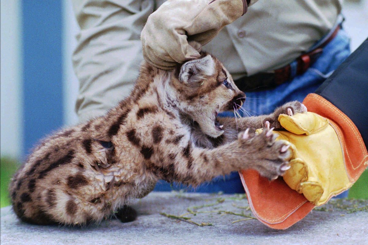 A six to seven-week-old mountain lion cub attacks the gloved hand of a handler at the California State Fish and Game Department office in Rancho Cordova, Calif., Wednesday, May 4, 1994. (BOB GALBRAITH / Associated Press)