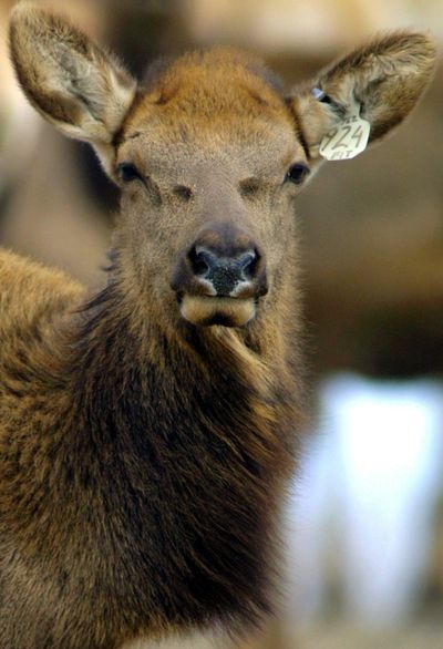 A tagged elk is shown at the All American Antler Ranch in Stoneham, Colo., Feb. 22, 2002. This elk was later euthanized, part of an effort by state officials to prevent the spread of chronic wasting disease. The disease causes animals to grow thin as it destroys their brains. (JACK DEMPSEY / Associated Press)