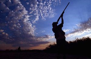 
Hunters are flocking to Mexico, where there are a wealth of doves. There are an estimated 15 to 18 millions doves in the Mexican state of Tamaulipas, which is across the Rio Grande from Texas. 
 (Associated Press / The Spokesman-Review)