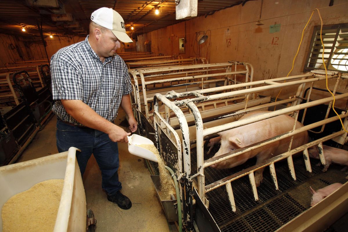 Farmer Isaac Phillips feeds hogs in a confinement building on his farm in Richland, Iowa. Associated Press photos (Associated Press photos / The Spokesman-Review)